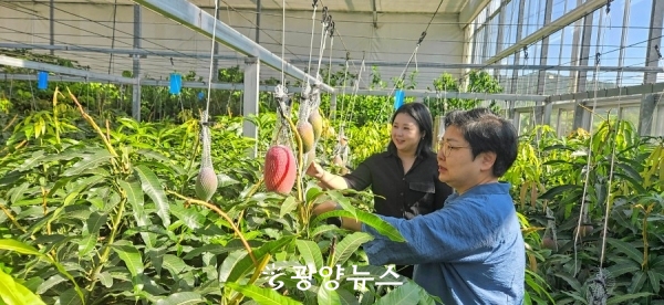 △이은희 기술보급과장이 아열대과수관에서 재배 중인 애플망고를 둘러보고 있다.