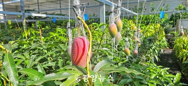 △수확을 앞두고 있는 아열대과수관 애플망고.